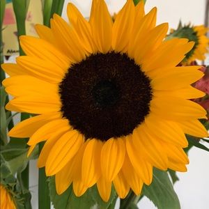 Meet your Posher, Magda